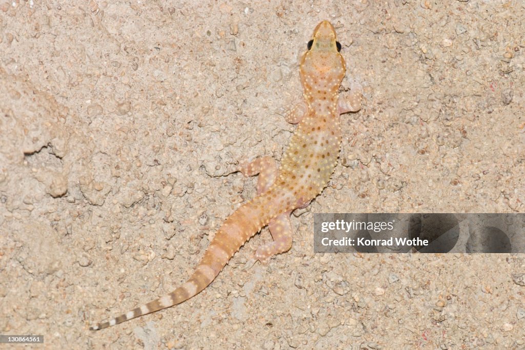 Mediterranean House Gecko (Hemidactylus turcicus) camouflaged on a wall, Pelepnnes, Greece, Europe, digitally enhanced