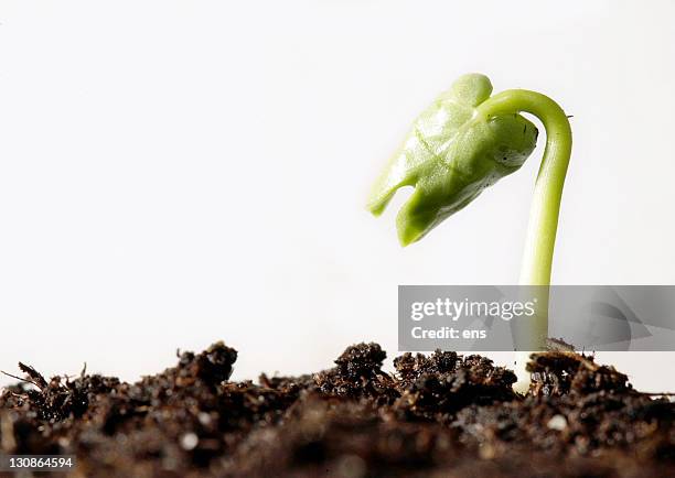 Springing Sapling Stadt Ens Photos and Premium High Res Pictures - Getty Images