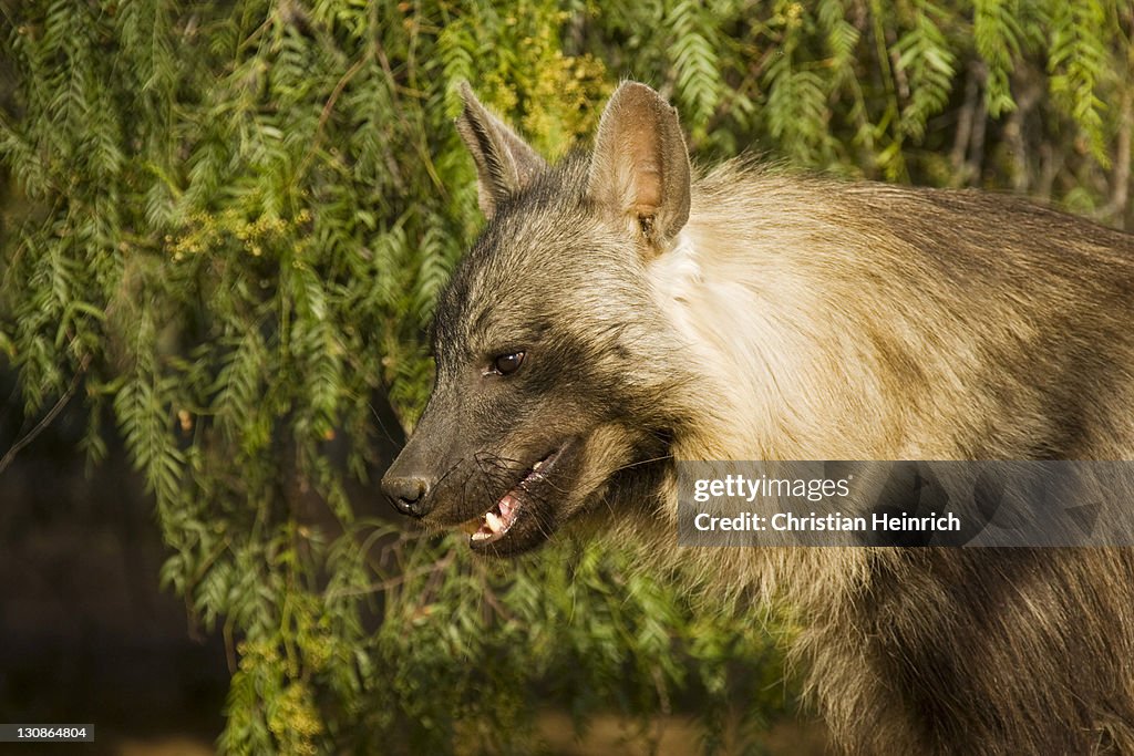 Brown Hyena (Parahyaena brunnea, Hyaena brunnea), Namibia, Africa