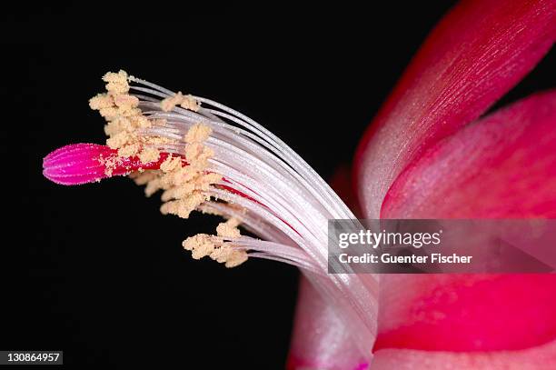 detail of the flower of christmas cactus, schlumbergera truncata - schlumbergera truncata stock pictures, royalty-free photos & images