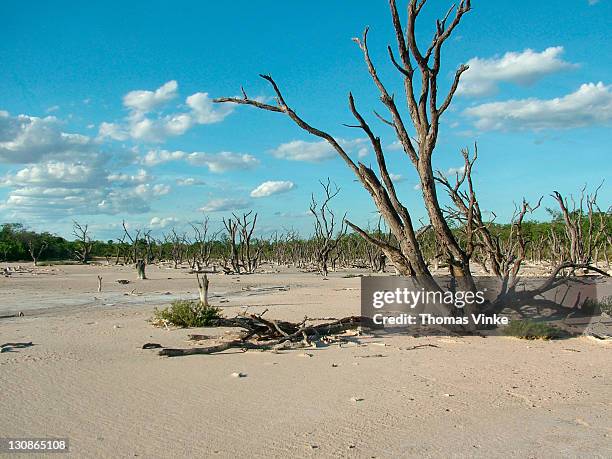 salty and dry marsh, gran chaco, paraguay - chaco canyon ruins stock pictures, royalty-free photos & images