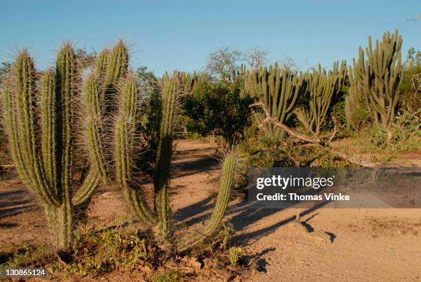 wood of cacti, rio pilcomayo, gran chaco, paraguay - parque histórico nacional da cultura chaco imagens e fotografias de stock