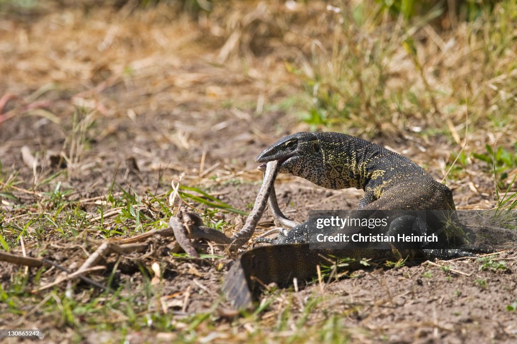 Snake Monitor Nile River Snakes