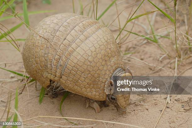 three-banded armadillo (tolypeutes matacus), gran chaco, paraguay - chaco canyon ruins stock pictures, royalty-free photos & images