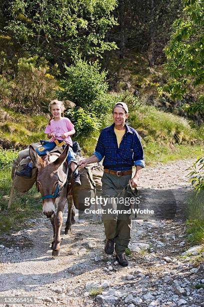 father and daughter on a donkey hike, cevennes, mont lozere, france, europe - ラングドックルシヨン ストックフォトと画像