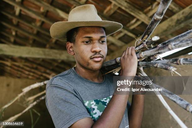 rural worker loading sugar cane - cana de açúcar imagens e fotografias de stock