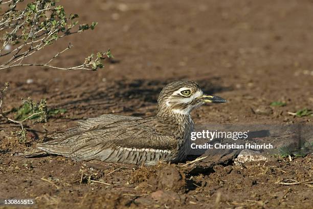 spotted thick-knee (burhinus capensis), water thick-knee (burhinus vermiculatus), chobe river national park, botswana, africa - spotted thick knee stock pictures, royalty-free photos & images