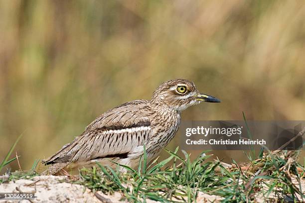 spotted thick-knee, water thick-knee (burhinus capensis, burhinus vermiculatus) at the okavango river, botswana, africa - spotted thick knee stock pictures, royalty-free photos & images