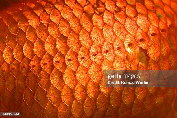 goldfish, scales, close up, carassius auratus, captive - animal scale stock pictures, royalty-free photos & images