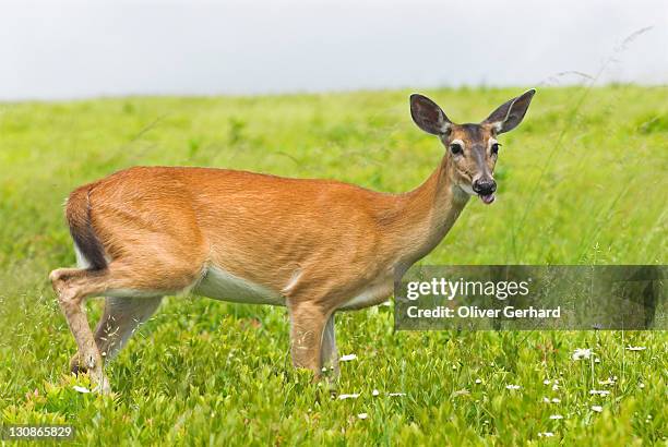 virginia white-tailed deer in shenandoah national park, virginia, usa - doe foot stock pictures, royalty-free photos & images
