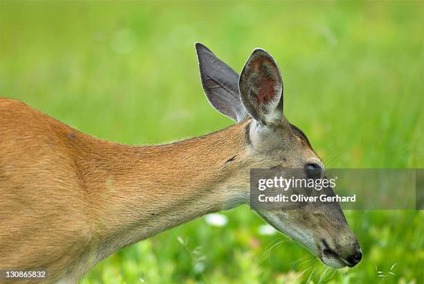virginia white-tailed deer in shenandoah national park, virginia, usa - doe foot stock pictures, royalty-free photos & images