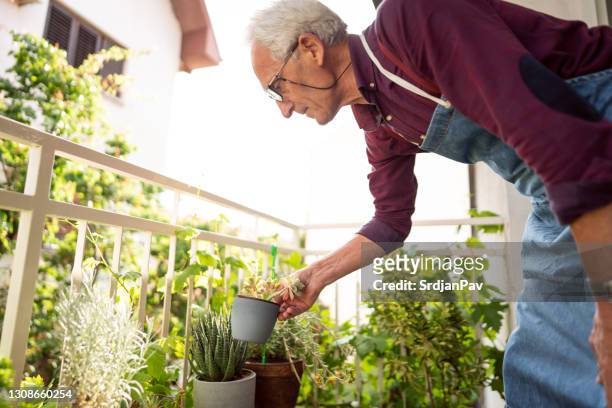 un homme retraité aîné appréciant prendre soin de ses usines sur le balcon à la maison - botaniste photos et images de collection