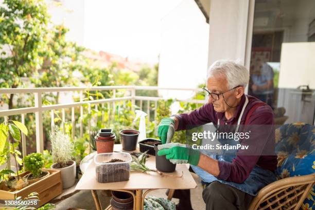 idoso caucasiano aposentado plantando flores na varanda de casa - dracena plant - fotografias e filmes do acervo