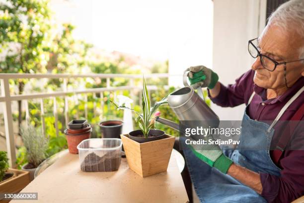 senior retired man watering his potted dracaena plant on the home balcony - dracaena stock pictures, royalty-free photos & images