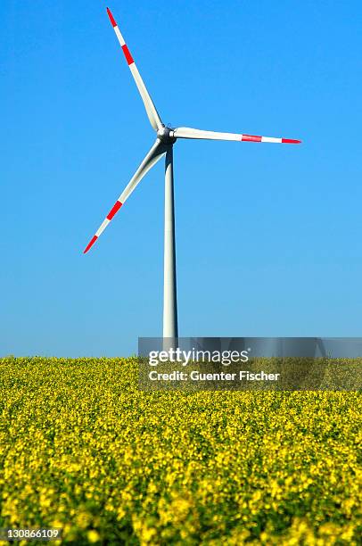 wind turbine behind a field of rapeseed, germany - agricultural policy stock pictures, royalty-free photos & images