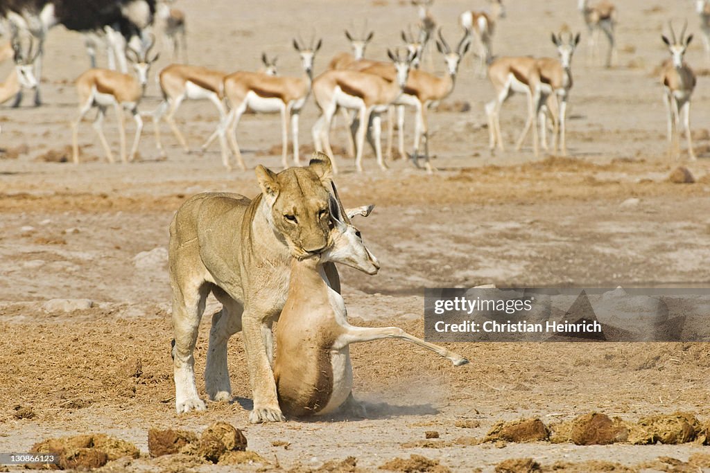 Lioness (Panthera leo) and a captured Springbok (Antidorcas marsupialis), prey, Nxai Pan, Makgadikgadi Pans National Park, Botswana, Africa