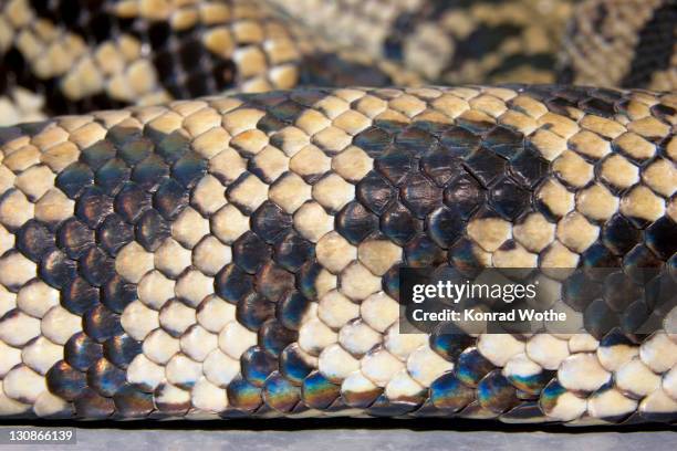 Iredesent Python Iridescent Snake Photos and Premium High Res Pictures - Getty Images