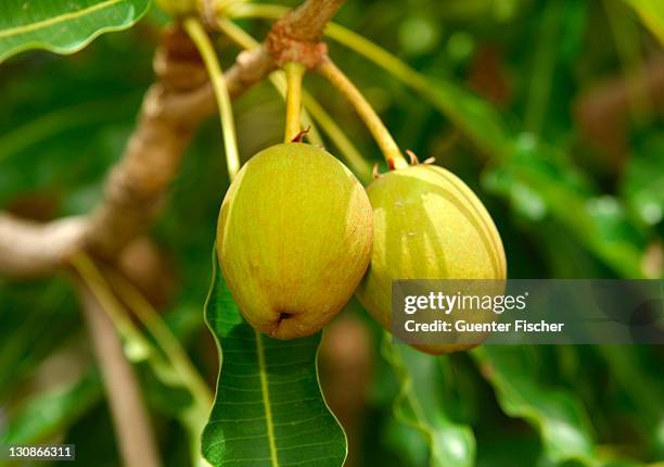 fruits of shea butter tree, karite tree, vitellaria paradoxa, syn. butyrospermum parkii, b. paradoxa, burkina faso - shea butter stock pictures, royalty-free photos & images