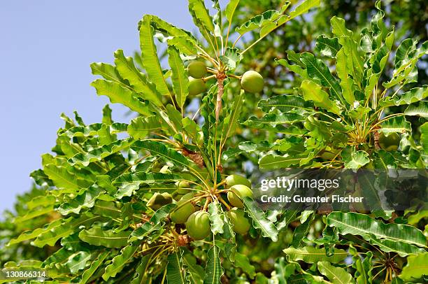 fruits of shea butter tree, karite tree, vitellaria paradoxa, syn. butyrospermum parkii, b. paradoxa, burkina faso - shea butter stock pictures, royalty-free photos & images