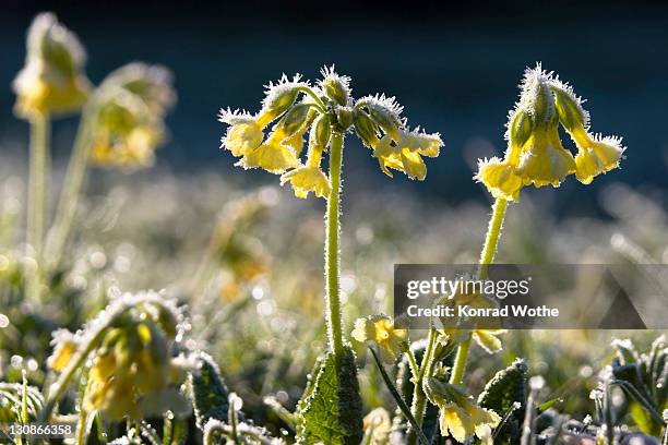 primrose on meadow, primula elatior, whitefrost, upper bavaria, germany - primula fotografías e imágenes de stock