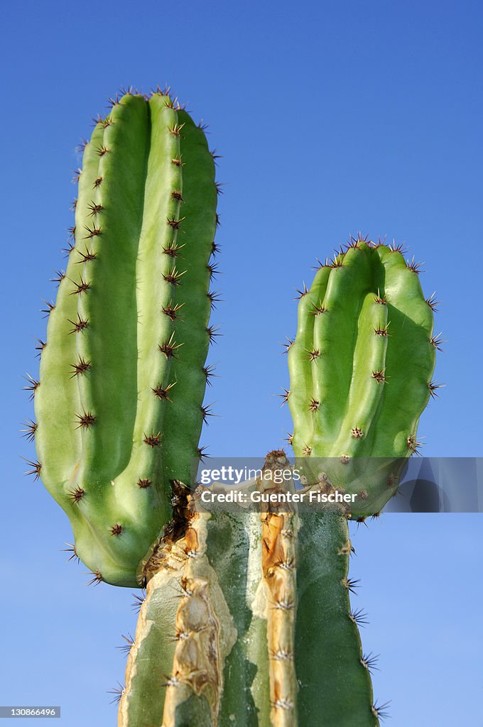 Apple Cactus Cereus peruvianus