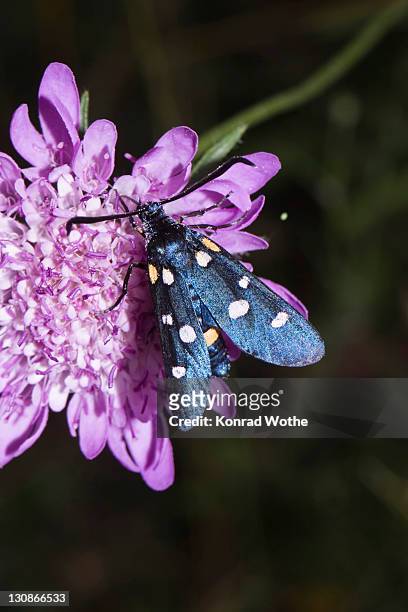 nine-spotted moth (syntomis phegea, amata phegea), croatia - amata phegea stock pictures, royalty-free photos & images
