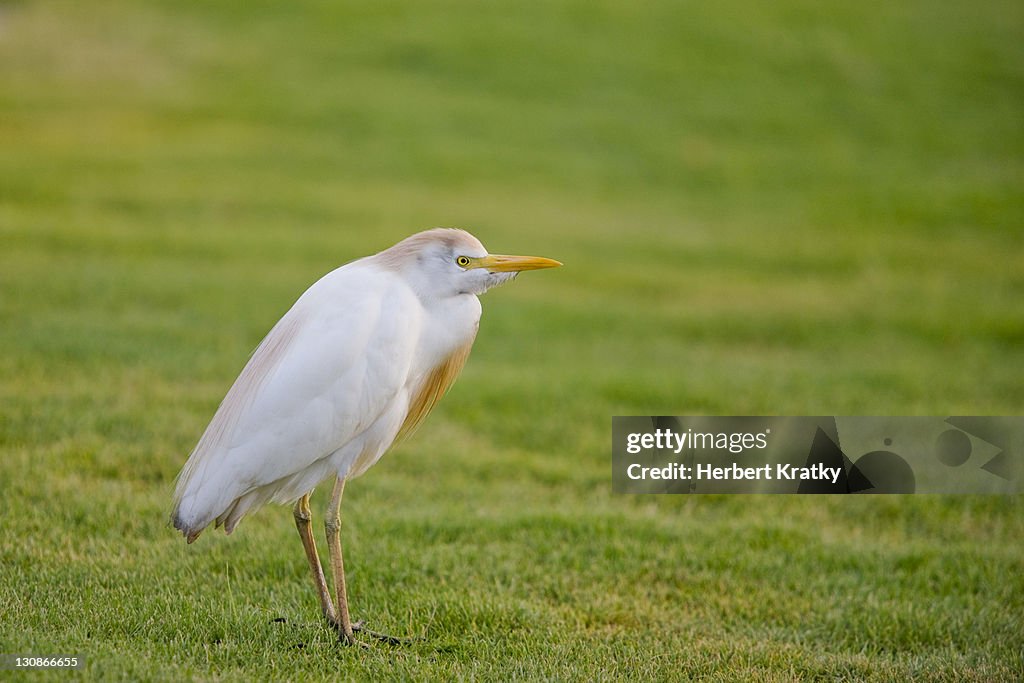 Cattle Egret (Bubulcus ibis), Berenice, Egypt, Africa