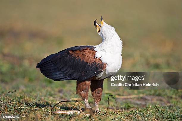 screaming african fish eagle (haliaeetus vocifer), chobe river, chobe national park, botswana, africa - crying eagle stock pictures, royalty-free photos & images
