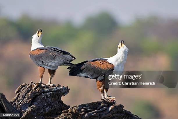 screaming african fish eagles (haliaeetus vocifer), perching on a root, chobe river, chobe national park, botswana, africa - crying eagle stock pictures, royalty-free photos & images