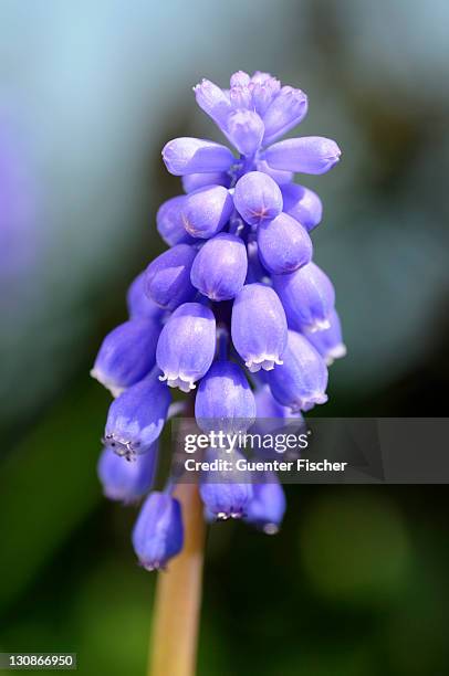 common grape hyacinth (muscari botryoides) blossoms - muscari botryoides stock pictures, royalty-free photos & images