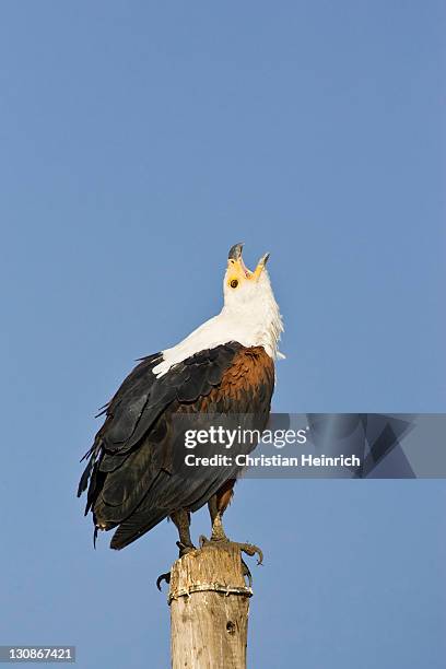 screaming african fish eagle (haliaeetus vocifer), chobe river, chobe national park, botswana, africa - crying eagle stock pictures, royalty-free photos & images