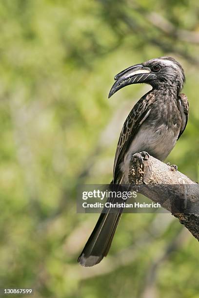 african grey hornbill (tockus nasutus), savuti, chobe national park, botswana, africa - african grey hornbill stock pictures, royalty-free photos & images