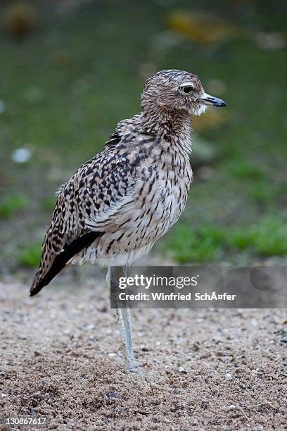 spotted thick-knee (burhinus capensis) - spotted thick knee stock pictures, royalty-free photos & images