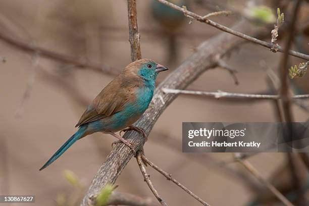 blue-breasted cordon-bleu (uraeginthus angolensis), hwange national park, zimbabwe, africa - cordon bleu stock pictures, royalty-free photos & images