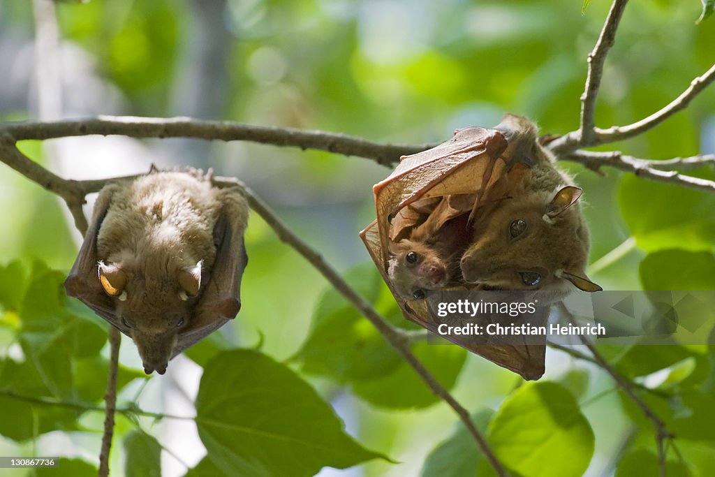 Peters's Epauletted Fruit Bat (Epomophorus crypturus) with pup, Moremi National Park, Okavango Delta, Botswana, Africa