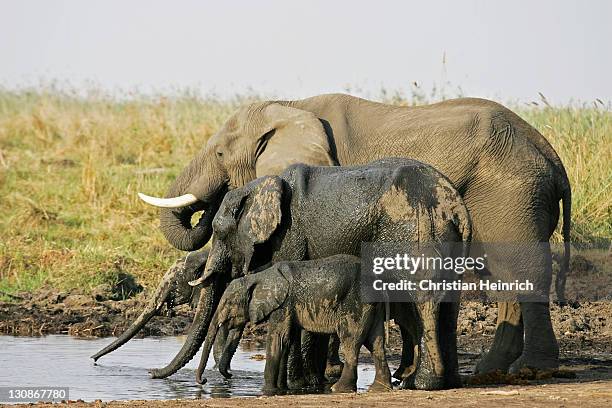 african bush elephants (loxodonta africana), cow and calf drinking from the linyanti river, chobe national park, botswana, africa - african elephant calf stock pictures, royalty-free photos & images