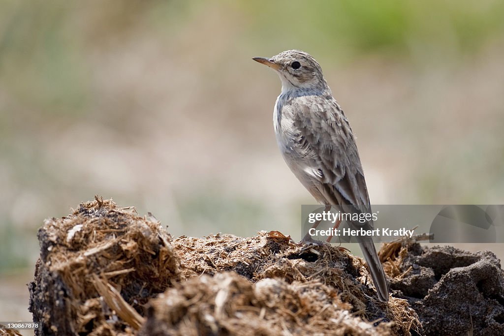 African Pipit (Anthus cinnamomeus), Hwange National Park, Zimbabwe, Africa