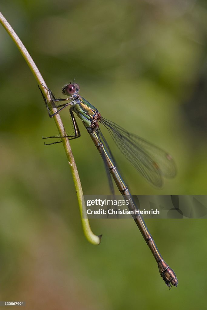 Banded Demoiselle (Calopteryx splendens), female