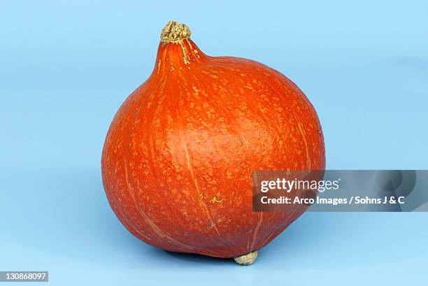 pumpkin 'hokkaido' / (cucurbita spec.) - hokaido pumpkin stock pictures, royalty-free photos & images