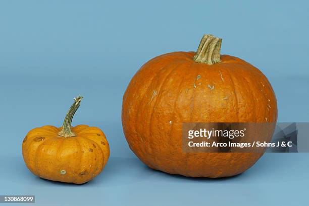 pumpkins 'moschus' and 'mandarin' / (cucurbita spec.) - moschus kürbis stock-fotos und bilder