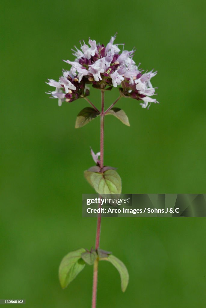 Marjoram / (Origanum majorana)