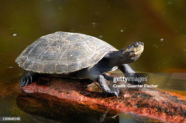yellow-spotted amazon river turtle podocnemis unifilis brazil - yellow spotted amazon river turtle stock pictures, royalty-free photos & images