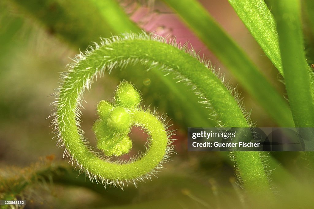 Bloom shot Cape Sundew Drosera capensis