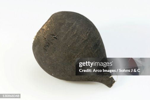 Raddiah Root Wild Radish Root High-Res Stock Photo - Getty Images