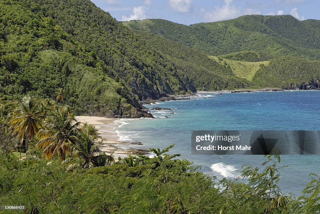 Carambola Beach on the slopes of the tropical rain forest, north-west coast, St. Croix island, U.S. Virgin Islands, United States