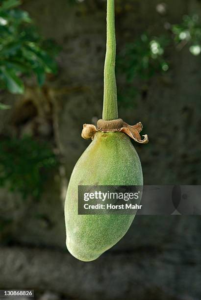 fruit of a baobab tree (adansonia digitata) - baobab fruit stock pictures, royalty-free photos & images