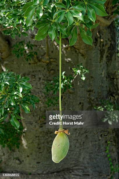 fruit of the baobab (adansonia digitata) - baobab fruit stock pictures, royalty-free photos & images