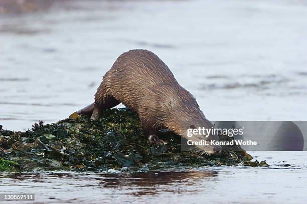 north american river otters (lutra canandensis) at the pacific coast, olympic peninsula, washington, usa - lontra photos et images de collection