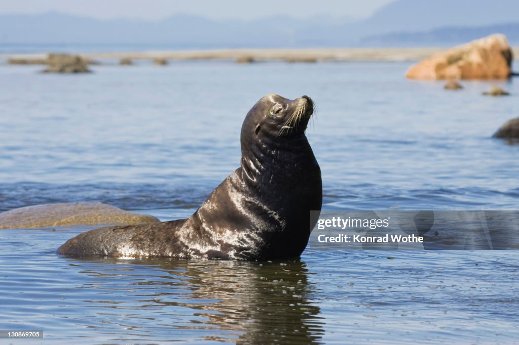Californian Sea Lion (Zalophus californianus) at Cape Alava, West Coast, Pacific, Olympic National Park, Washington, USA