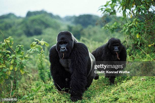 mountain gorillas (gorilla beringei), foraging, virunga nationalpark, zaire - mountain gorilla stockfoto's en -beelden